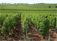 Château Sociando Mallet Grand Cru Classé Haut-Médoc